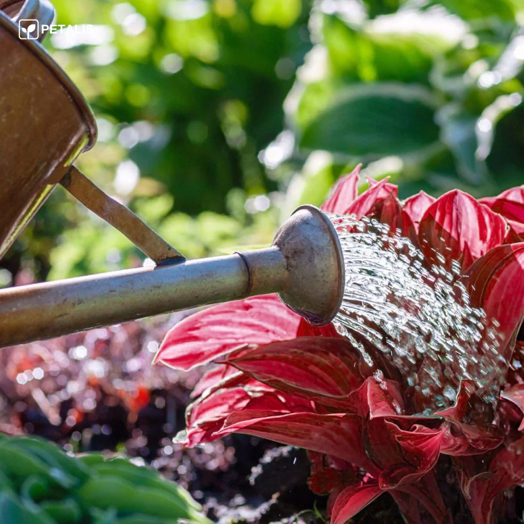Semillas exóticas de flores Petalis - Imagen 8